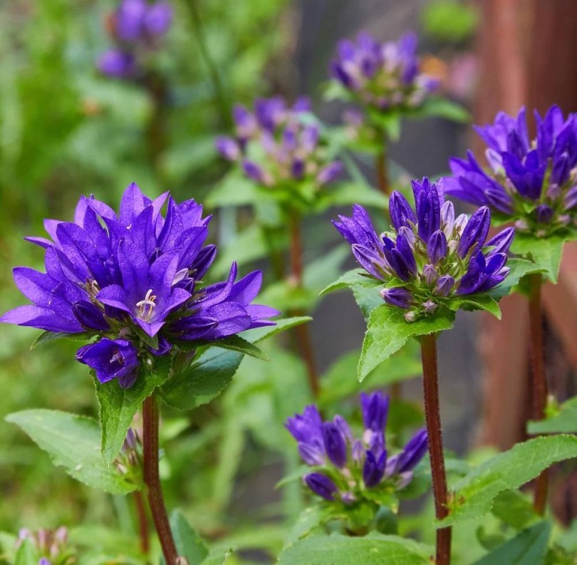 Csomós harangvirág, Campanula glomerata, ehető virág